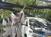 Toyota Vios Ditimpa Pohon Peneduh di Depan RS Kinapit Kotamobagu.