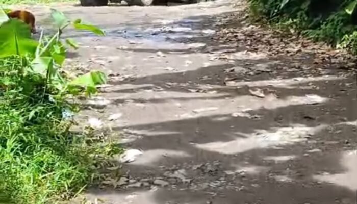 Dugaan Mafia Solar Naldi Kuasai Ratusan Tangki, Beraksi di Manado hingga Bitung