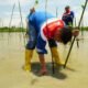 Pertamina Patra Niaga Sulawesi Tanam 1.000 Bibit Mangrove di Cagar Alam Panua