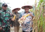 Bupati Asahan Ikuti Panen Raya Jagung Serentak yang Dipimpin Presiden Republik Indonesia