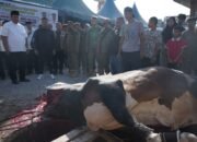 DPD Partai Golkar Sumut Sembelih 16 Ekor Hewan Qurban di Kabupaten Asahan