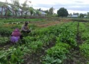 Suport Penuh Program Presiden Prabowo, Bhabinkamtibmas Waplau Hadir di Tengah Petani Pulau Buru Dorong Ketahan Pangan