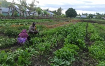 Suport Penuh Program Presiden Prabowo, Bhabinkamtibmas Waplau Hadir di Tengah Petani Pulau Buru Dorong Ketahan Pangan