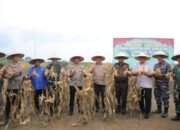 Dorong Swasembada Pangan, Bupati Hadiri Panen Raya Jagung Polres Asahan