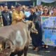 Jelang Idul Adha, Gubernur Yulius Serahkan “Hadiah” Hewan Qurban dari Presiden Prabowo dan Pemprov Sulut