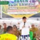 Bupati Yusra Alhabsyi Hadiri Panen Raya di Solog, Tegaskan Pemkab Bolmong Fokus Tingkatkan Produksi Pertanian dan Benahi Irigasi